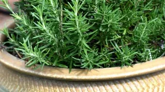 فوائد إكليل الجبل للعناية بالشعر