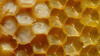 فوائد عسل ملكات النحل