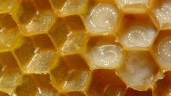 فوائد غذاء ملكات النحل للبشرة والشعر