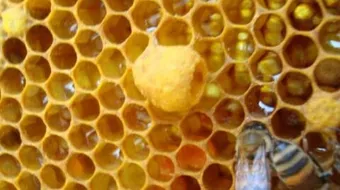 فوائد غذاء الملكات للبشرة