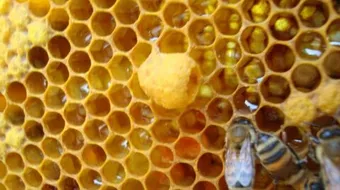 فوائد غذاء ملكات النحل للبشرة