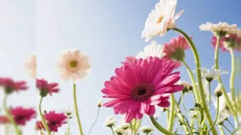 حكم في الصميم