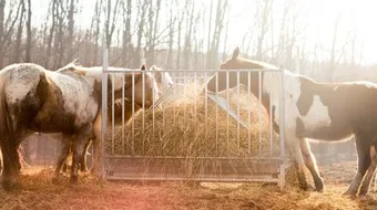 حكم أكل لحم الحصان