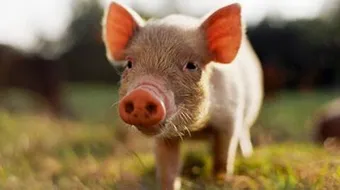 حكم لبس جلد الخنزير