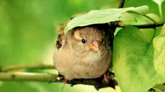 أقوال عن الخير