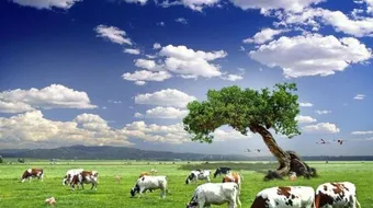 أقوال عن البيئة