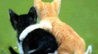 أقوال وأحكام عن الصداقة