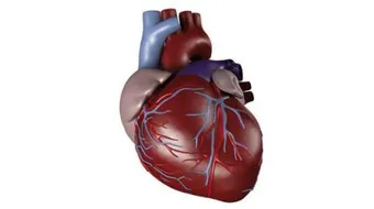 مقال علمي عن القلب