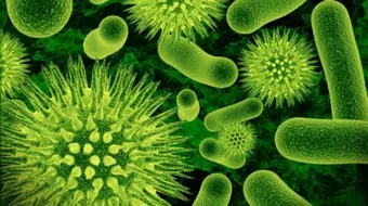 بحث علمي عن الفيروسات