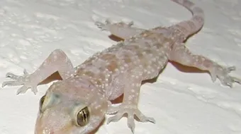 بحث عن حيوان البرص