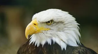 بحث عن طائر النسر