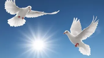 بحث عن السلام