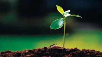 بحث عن النباتات