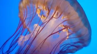 بحث عن اللاسعات