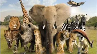 بحث عن عالم الحيوان