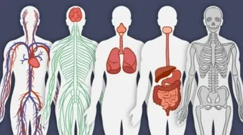 بحث عن جسم الإنسان