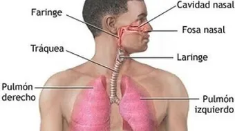 بحث عن الجهاز التنفسي