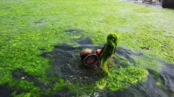 طحالب البحر