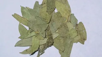 فوائد عشبة السنا