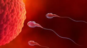 ضعف التبويض الشديد