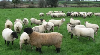 طرق تربية الأغنام