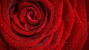 أشعار حب قصيرة وجميلة