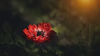 مقولات قصيرة عن الحب