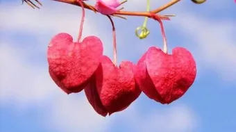 خواطر عشق قصيره