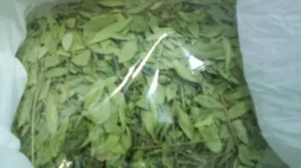 فوائد السدرة للشعر