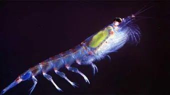 كائن حي وحيد الخلية