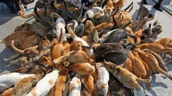 جزيرة صير بونعير