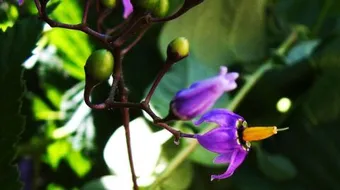 نبات ست الحسن