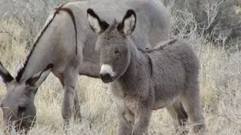 اسم صغير الحمار