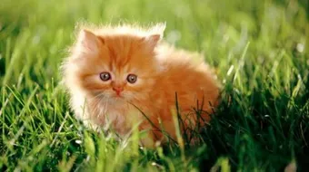 اسم صغير القط