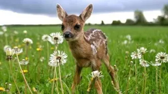 اسم صغير الغزال