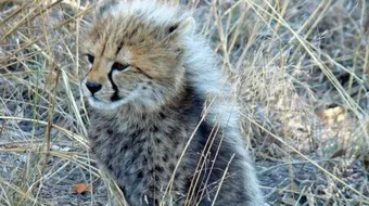 اسم صغير الفهد