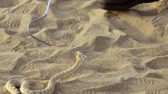 صيد الأفاعي