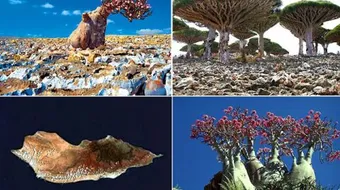 جزيرة سقطرى في اليمن