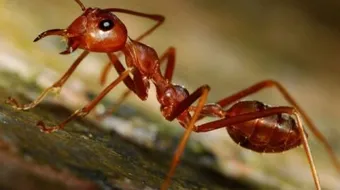 حل مشكلة النمل في البيت