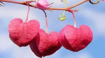 بعض علامات حب الرجل للمرأة