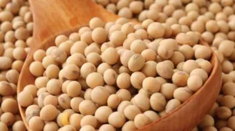 فوائد فول الصويا للتسمين