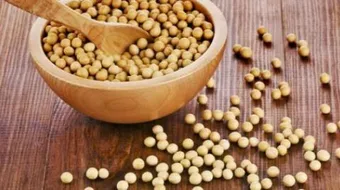 فوائد فول الصويا لزيادة الوزن