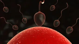 تشوه الحيوان المنوي