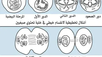 مراحل انقسام الخلية