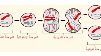مراحل الانقسام المتساوي