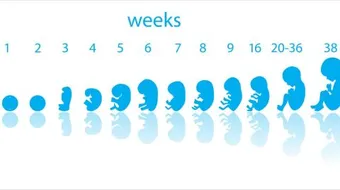 مراحل نمو الجنين بالأشهر