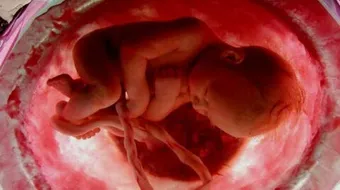 مراحل نمو الجنين أسبوعياً