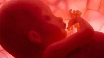 مراحل تكوين الجنين شهر بشهر