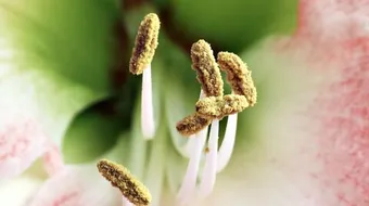 مراحل إنبات حبوب اللقاح