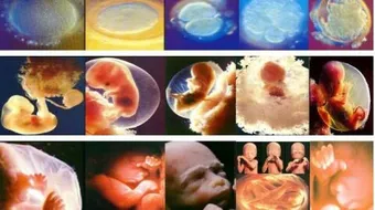 مراحل تكوين الإنسان في القرآن الكريم